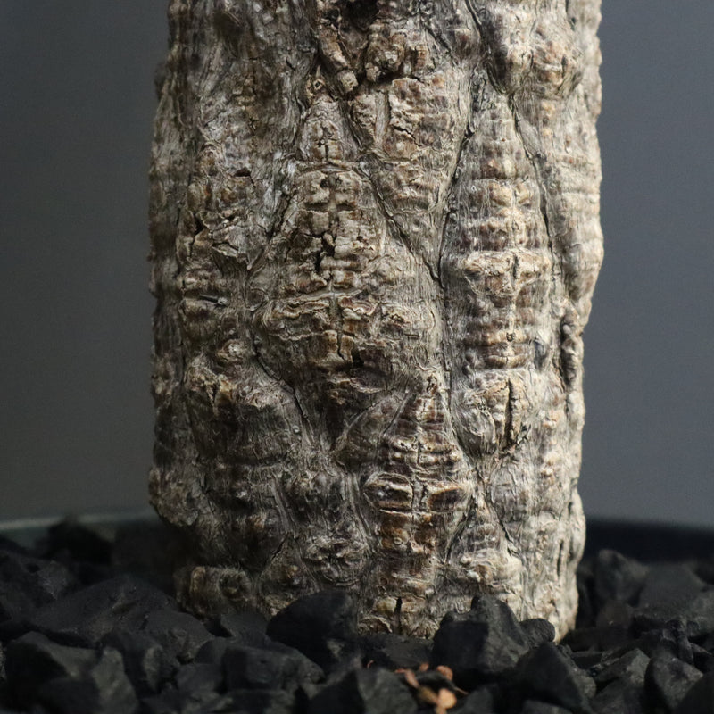 O.ヒファエノイデス EC1118