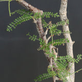 O.ヒファエノイデス EC1118