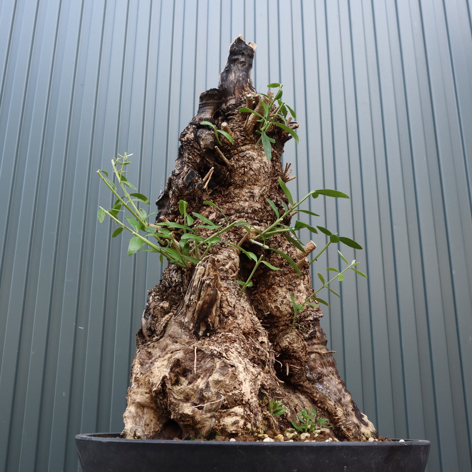 オールドオリーブ（古木） EC709 – TaiShoDo ONLINE SHOP