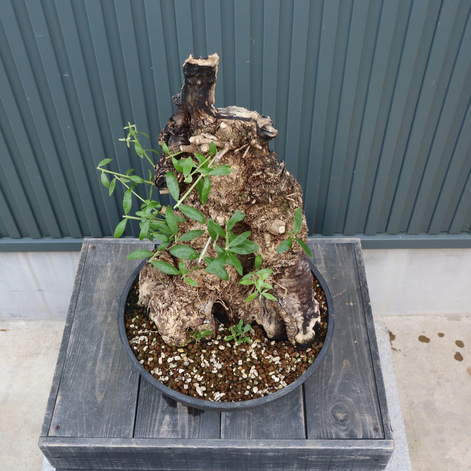 オリーブ古木　今週末まで IMG_4468_8fa3478d-1c81-4137-