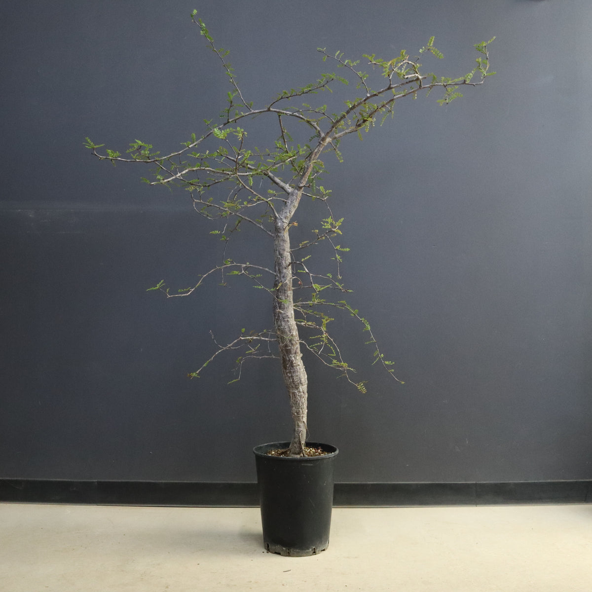 塊根植物 – 2ページ目 – TaiShoDo ONLINE SHOP