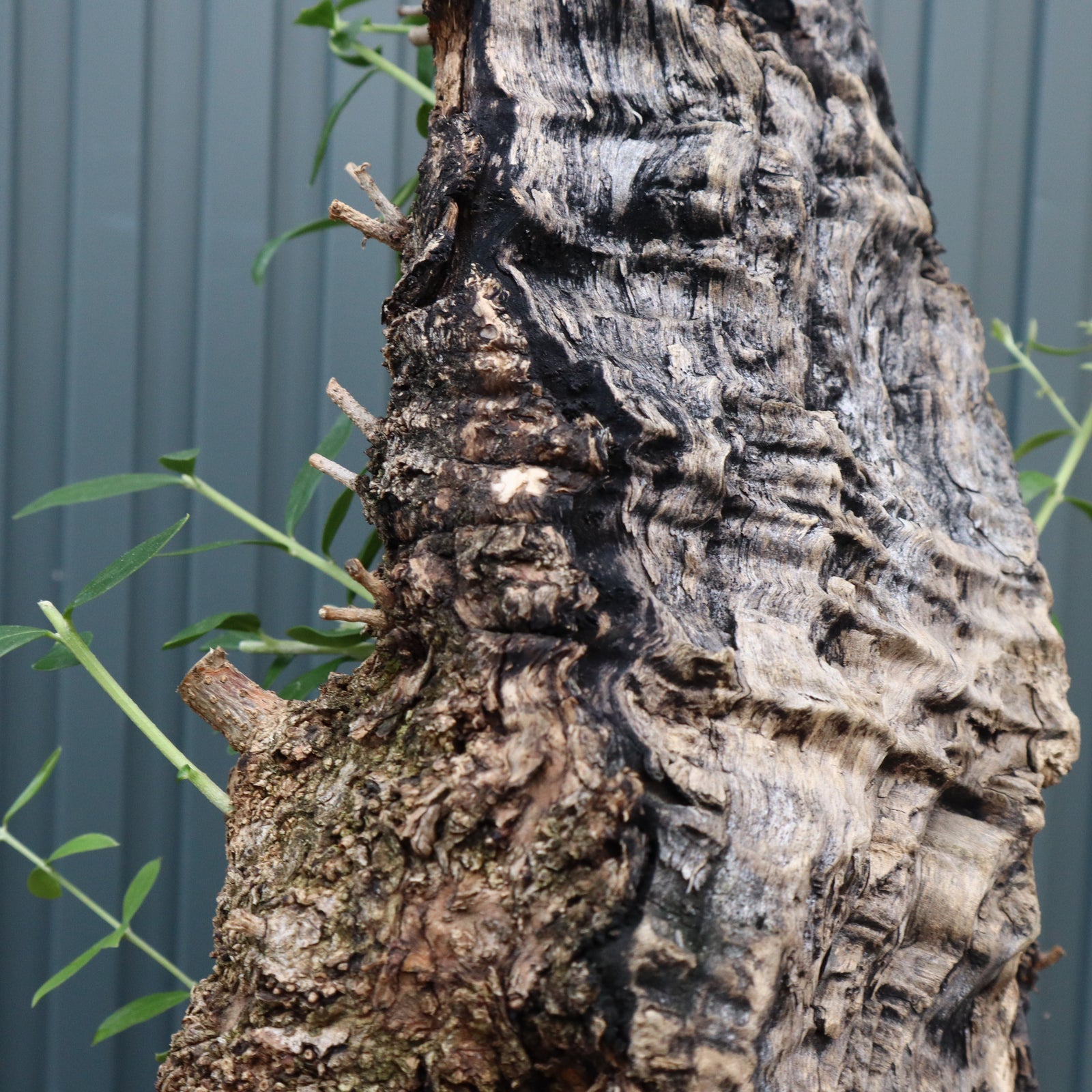 オールドオリーブ（古木） EC709 – TaiShoDo ONLINE SHOP