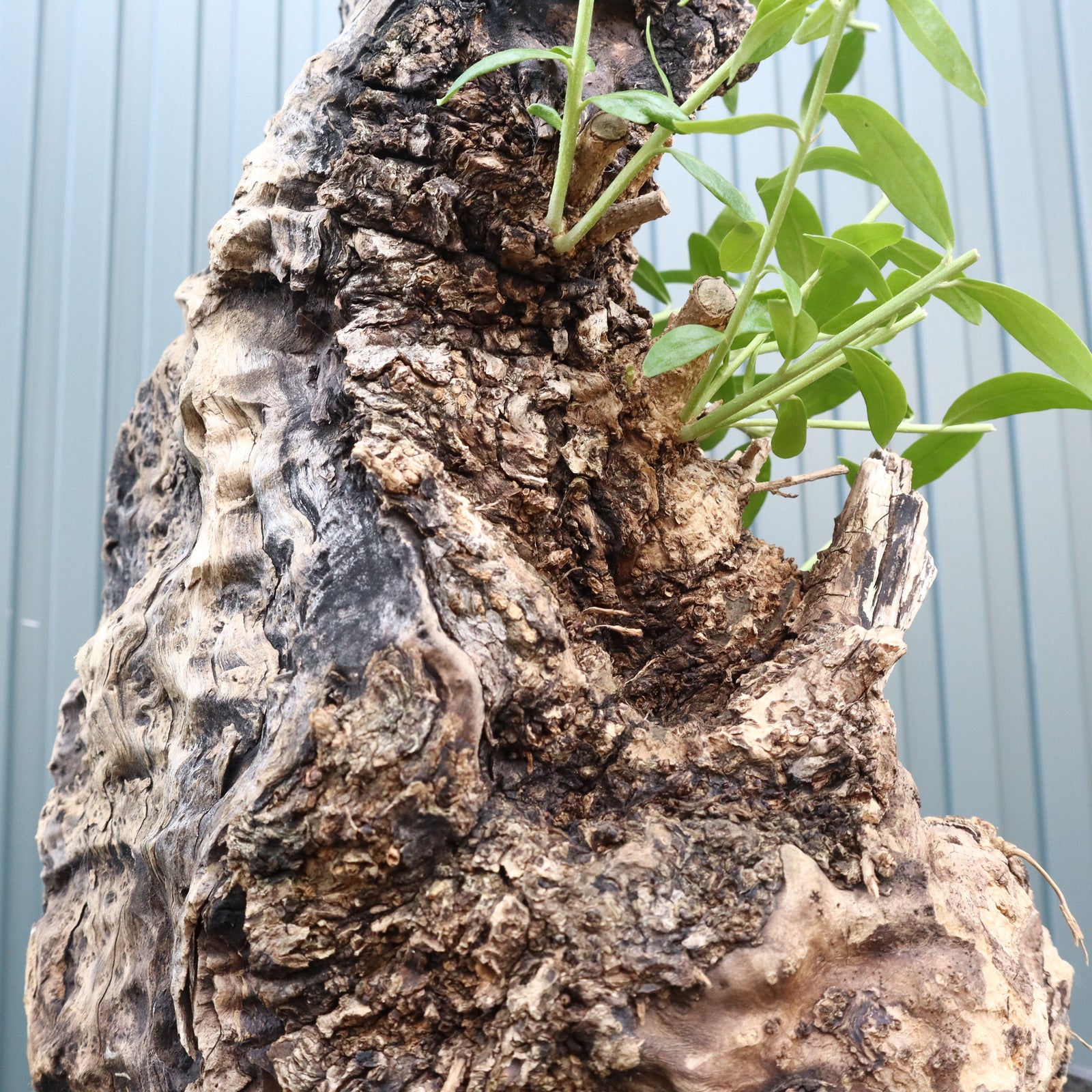 オールドオリーブ（古木） EC709 – TaiShoDo ONLINE SHOP