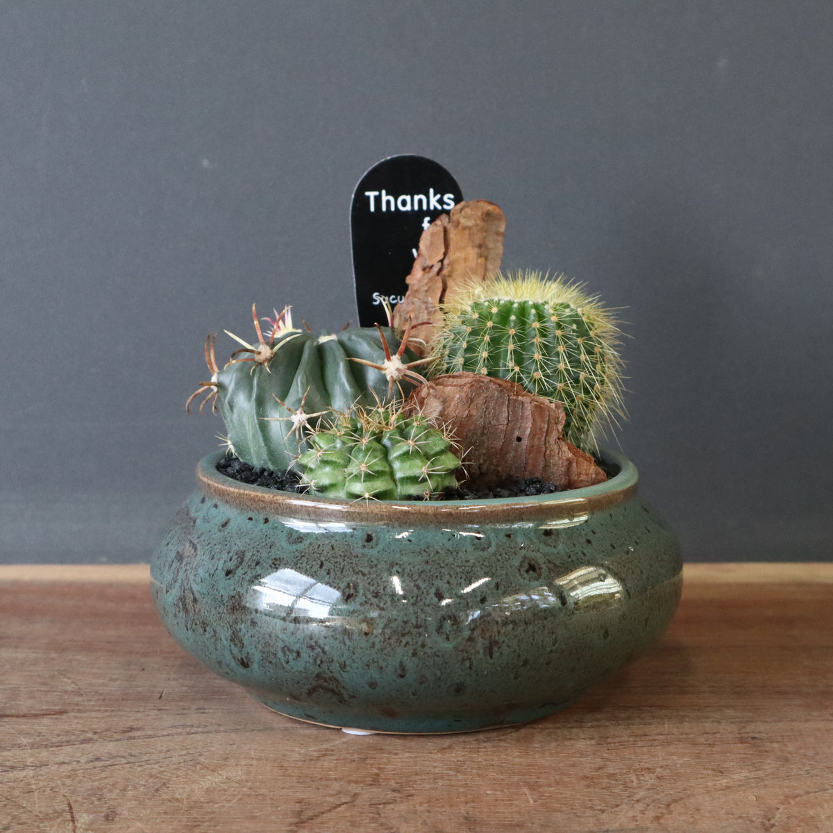 中型サボテン 複数の茎 トゲが豊富 中型サボテン 複数の茎 トゲが豊富