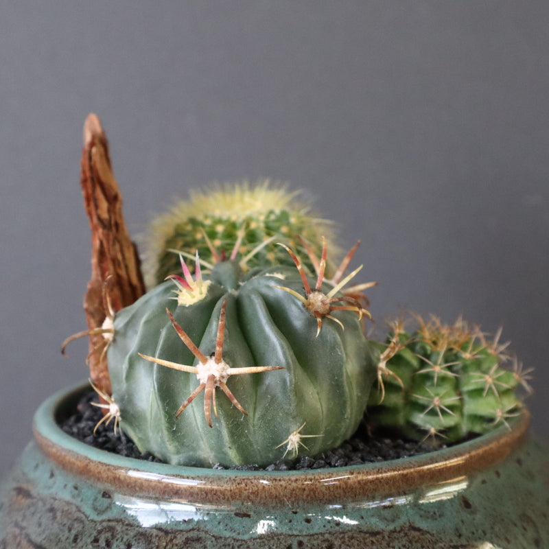サボテン寄せ植え　EC704