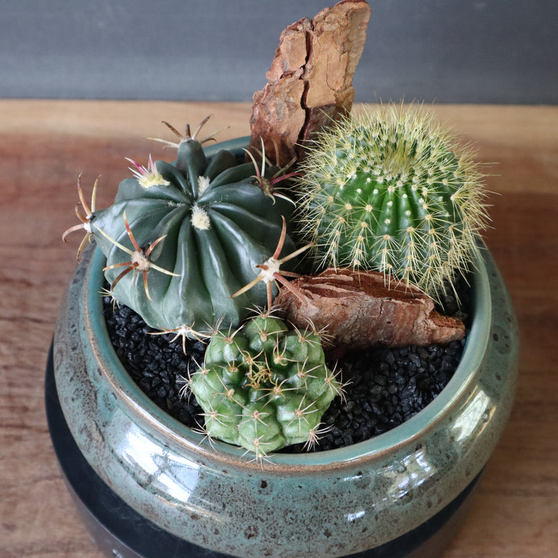 サボテン寄せ植え　EC704