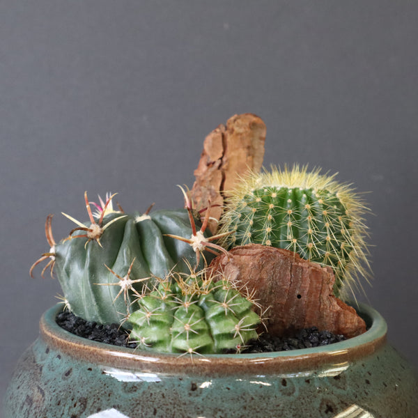 サボテン寄せ植え　EC704