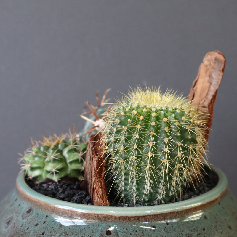 サボテン寄せ植え　EC704