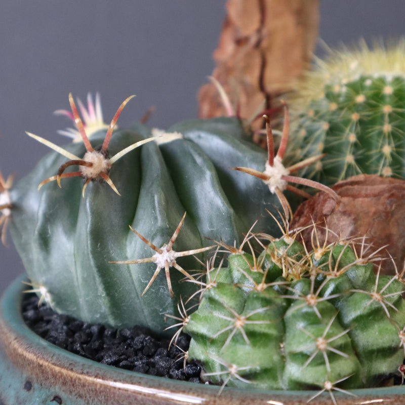 サボテン寄せ植え　EC704