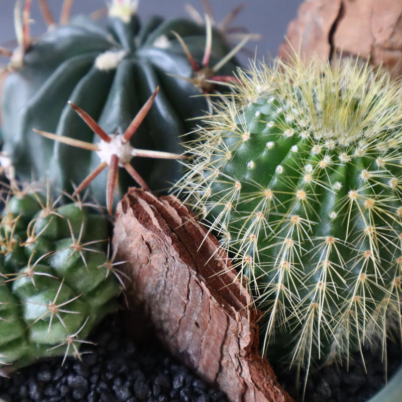 サボテン寄せ植え　EC704