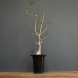 D.デカリー　EC1124