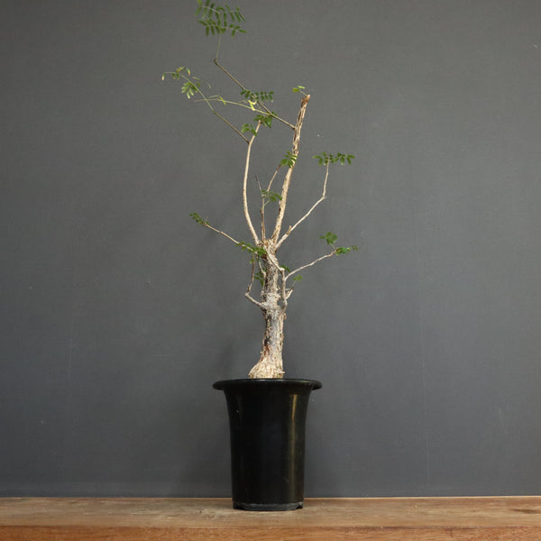 D.デカリー　EC1124