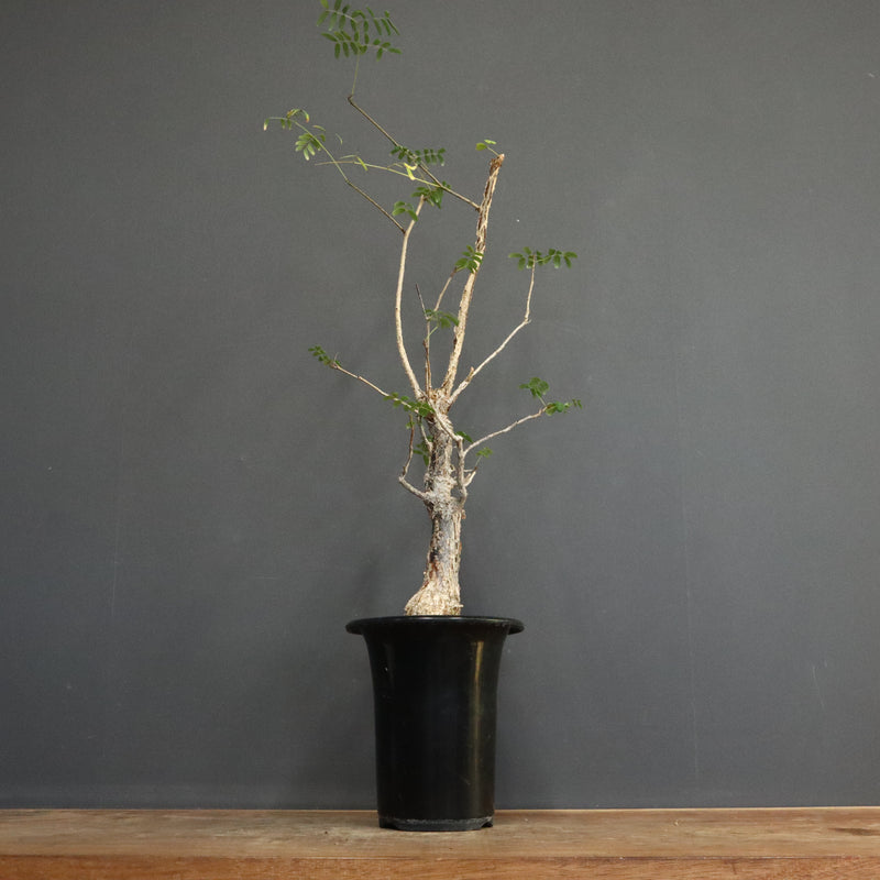 D.デカリー　EC1124