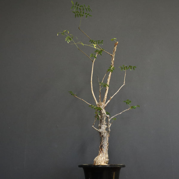 D.デカリー　EC1124