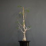 D.デカリー　EC1124