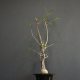 D.デカリー　EC1124