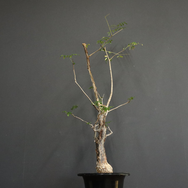 D.デカリー　EC1124