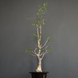 D.デカリー　EC1124