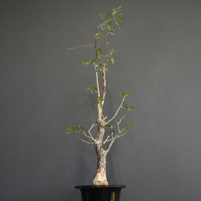 D.デカリー　EC1124