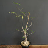 D.デカリー　EC1124