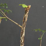 D.デカリー　EC1124