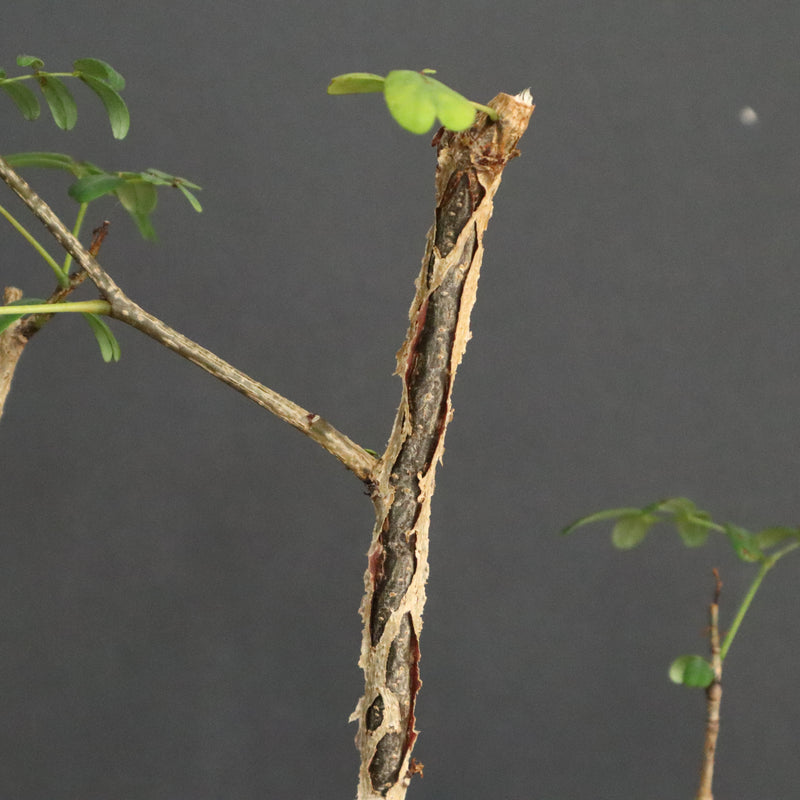 D.デカリー　EC1124