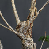 D.デカリー　EC1124