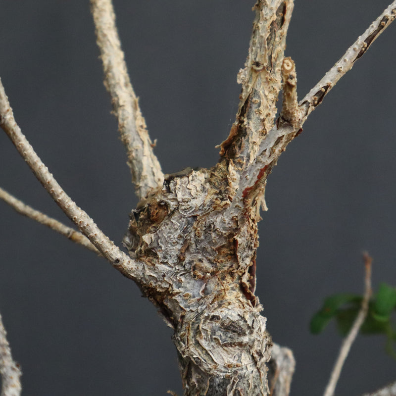 D.デカリー　EC1124