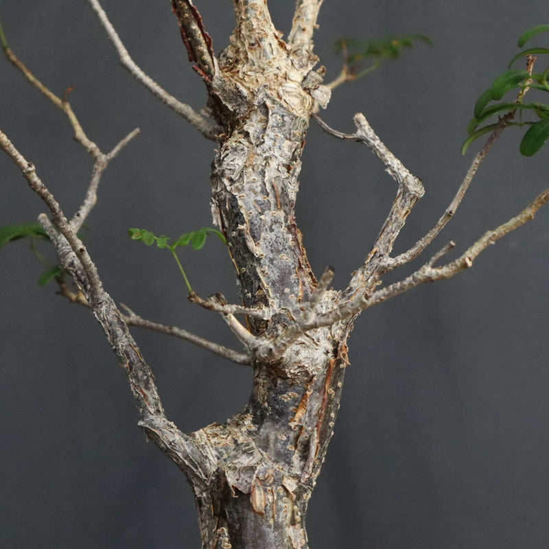 D.デカリー　EC1124