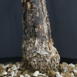 D.デカリー　EC1124