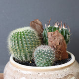サボテン寄せ植え　EC705