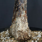 D.デカリー　EC1124