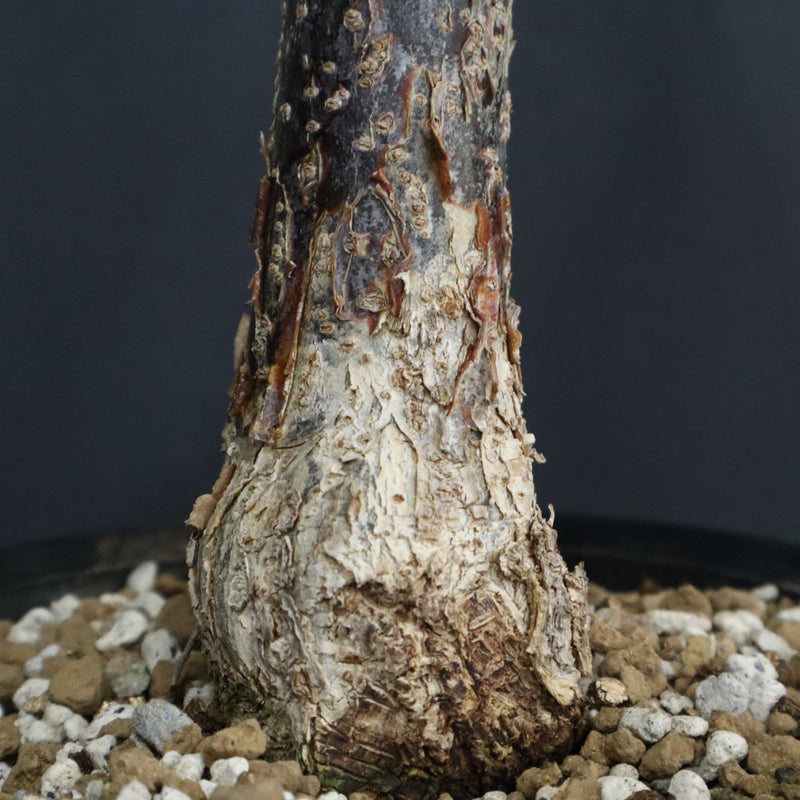 D.デカリー　EC1124