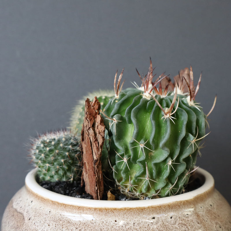 サボテン寄せ植え　EC705