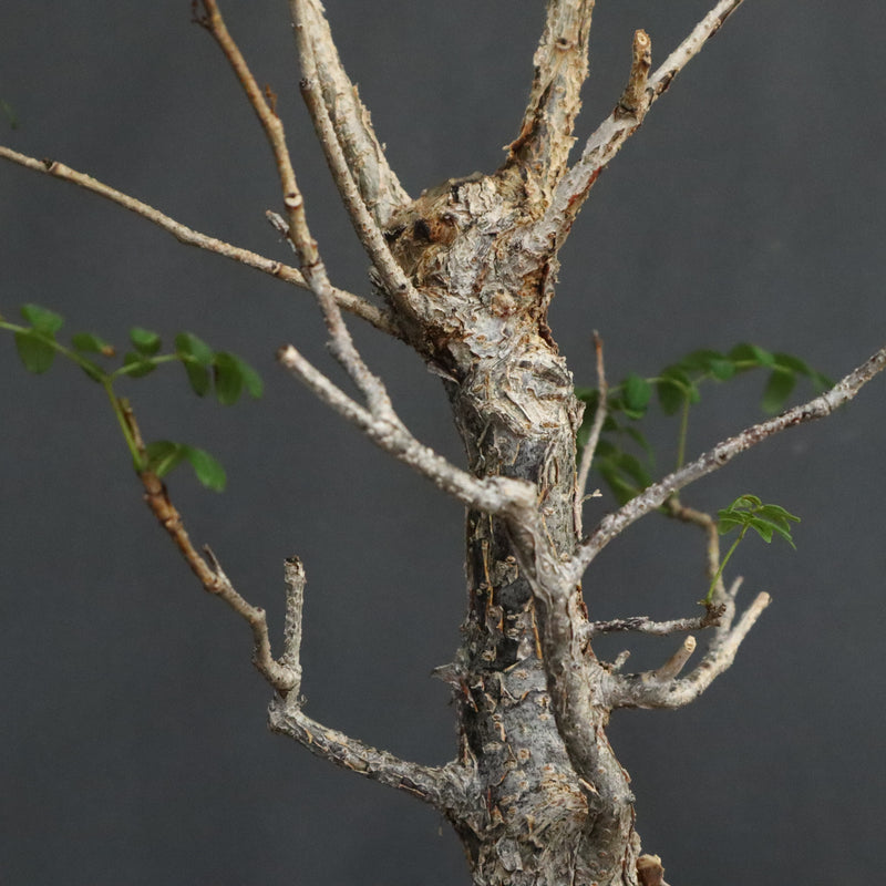 D.デカリー　EC1124