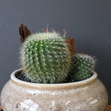 サボテン寄せ植え　EC705