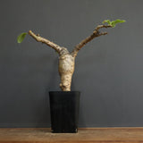 S.ブッセアヌス 1