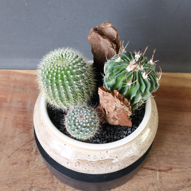 サボテン寄せ植え　EC705