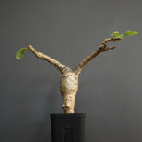 S.ブッセアヌス 1