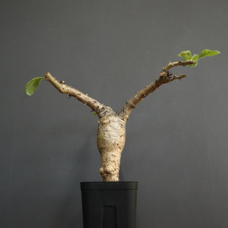 S.ブッセアヌス 1