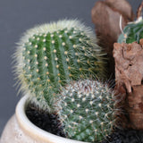 サボテン寄せ植え　EC705