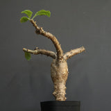 S.ブッセアヌス 1