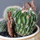サボテン寄せ植え　EC705