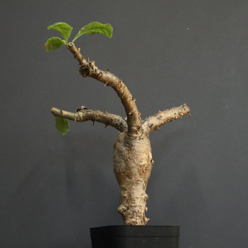 S.ブッセアヌス 1