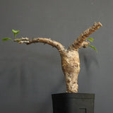 S.ブッセアヌス 1