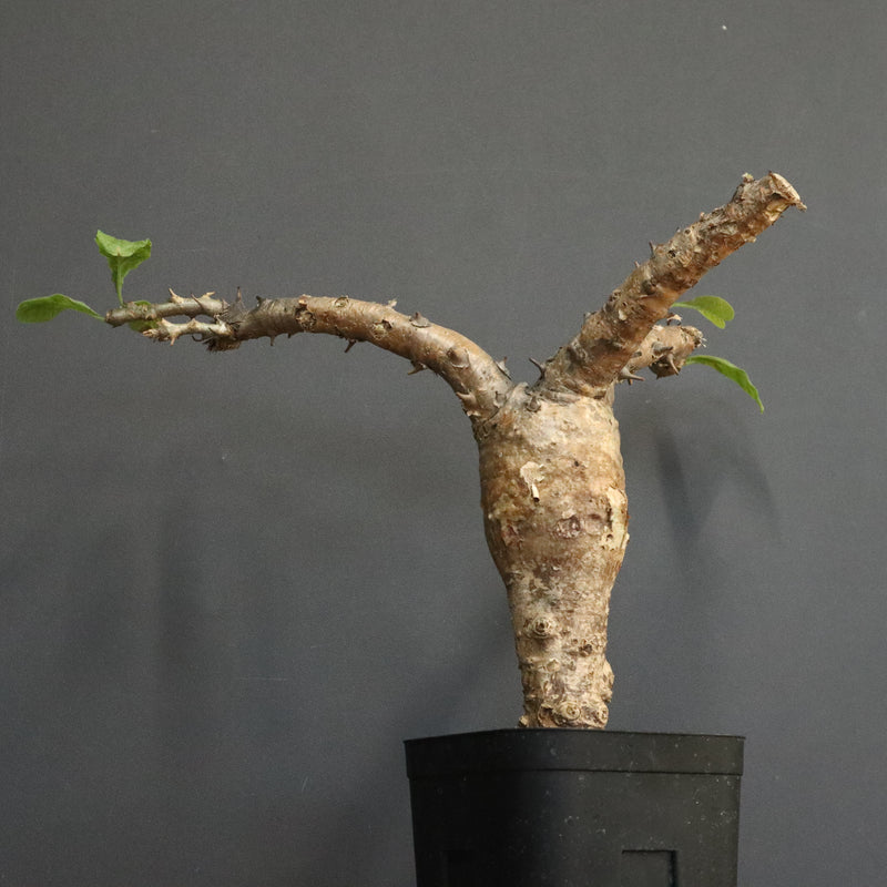 S.ブッセアヌス 1