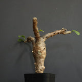 S.ブッセアヌス 1