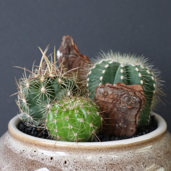 サボテン寄せ植え　EC706