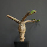 S.ブッセアヌス 1