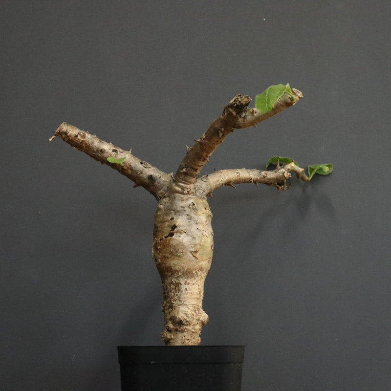 S.ブッセアヌス 1